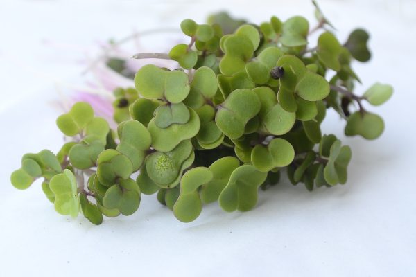 Red Russian Kale Microgreens